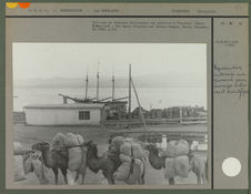 Caravane de chameaux déchargeant une goélette