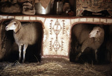 Moutons à l'étable