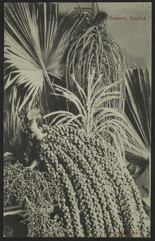 Palm flowers